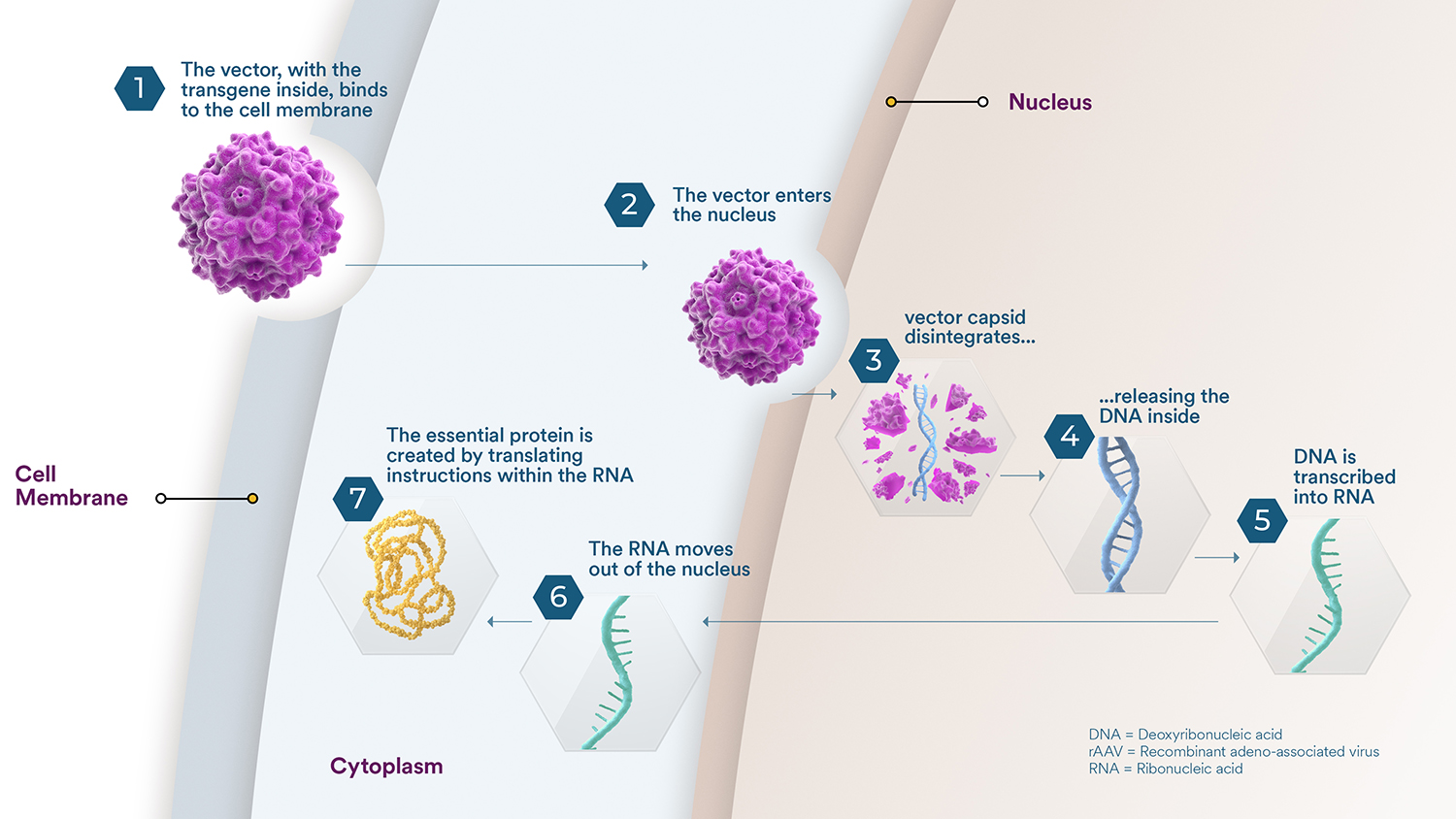 Gene Therapy Engine | Our Science | Sarepta Therapeutics